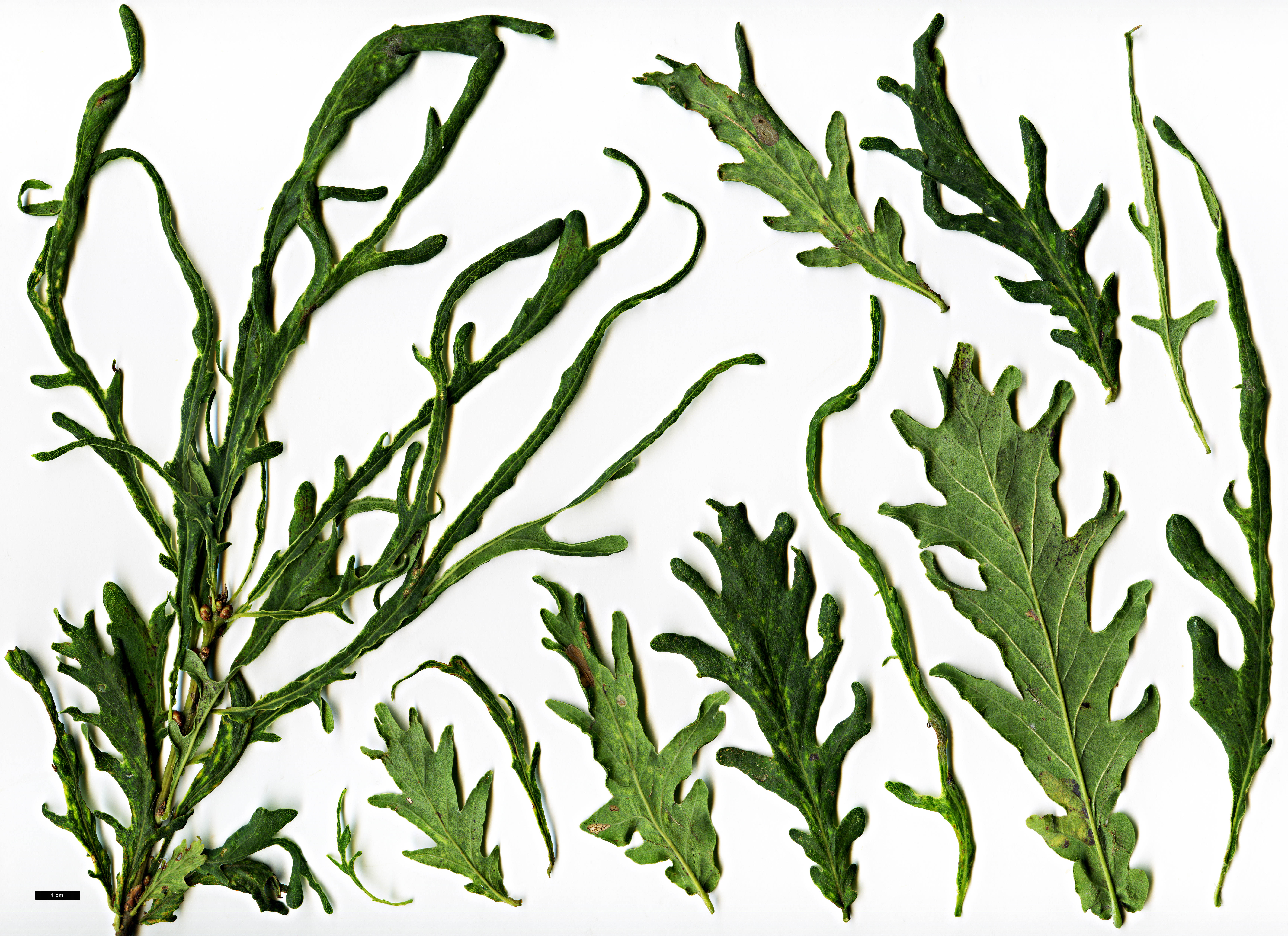 High resolution image: Family: Fagaceae - Genus: Quercus - Taxon: robur - SpeciesSub: Heterophylla Group 'Fennessyi'
